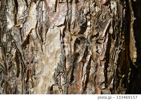 樹皮が剥離した木肌の質感テクスチャのクローズアップ 133469157