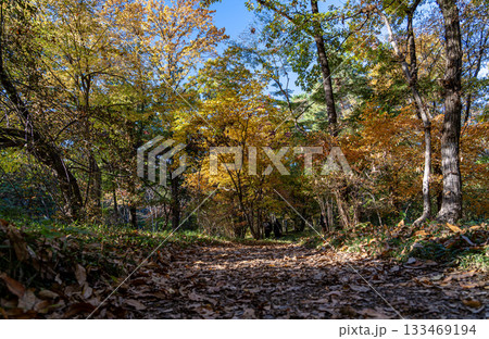 東京都心で秋をさがして 東京都心で秋をさがして 133469194