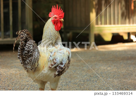 奈良県 天理市 石上神宮のニワトリ 奈良県 天理市 石上神宮のニワトリ 133469314