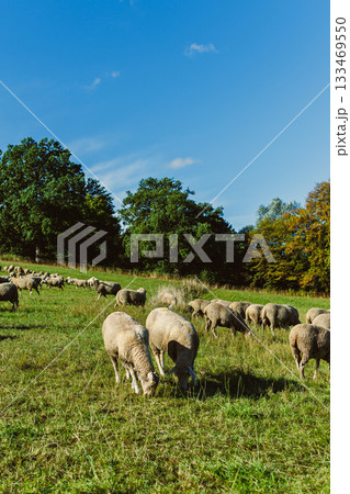Grazing sheep enjoy a sunny day in a lush green pasture under a bright blue sky surrounded by trees 133469550