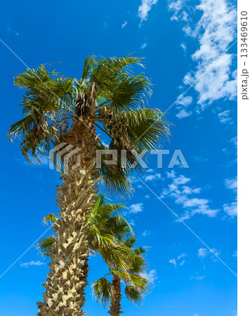 Tall palm trees sway gently under the bright blue sky, embracing the warmth of the sun and creating a peaceful tropical scene in a serene outdoor setting 133469610