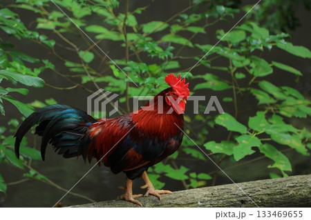 奈良県 天理市 石上神宮のニワトリ 奈良県 天理市 石上神宮のニワトリ 133469655