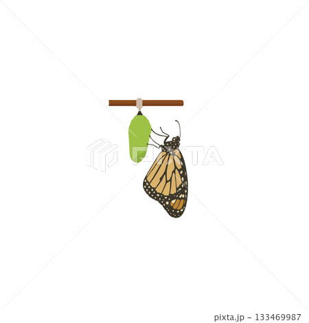 A vibrant illustration depicting the transformative journey of a monarch butterfly emerging from 133469987