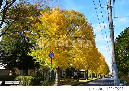 街路樹の紅葉（イチョウ） 133470054