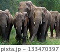 群れをなして進むアフリカ象 133470397