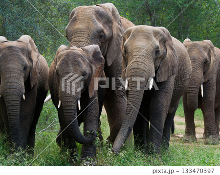 群れをなして進むアフリカ象 133470397