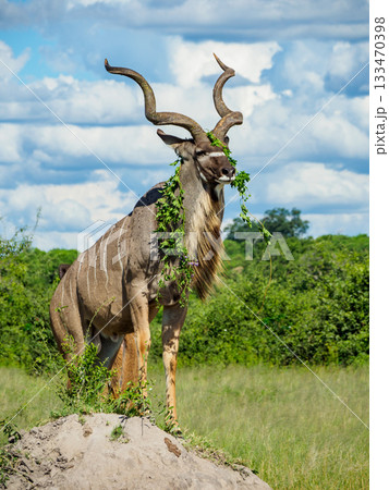 草の飾りをまとうクードゥ 草の飾りをまとうクードゥ 133470398