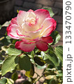 白色とピンク色の花びらが美しい薔薇 133470790