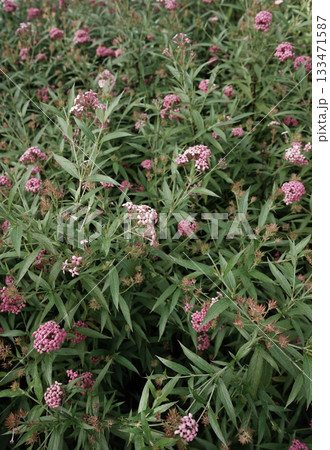 Real photo organic floral botanical vertical green leaves neutral tones boho background aesthetics 133471587
