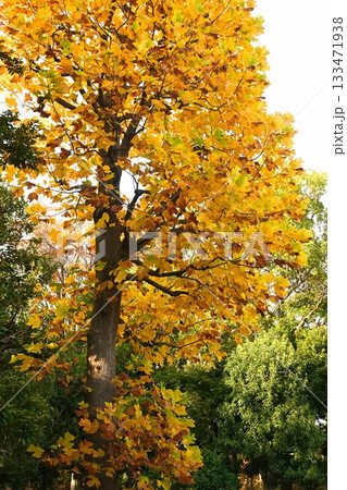 紅葉した葉(イチョウ) 133471938