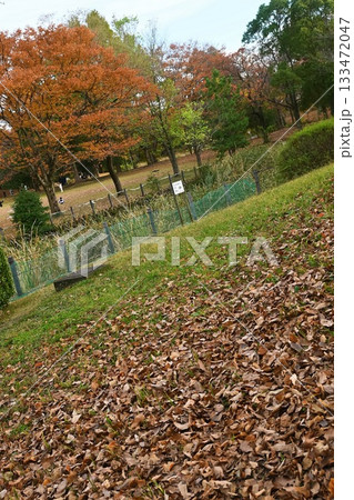 落ち葉の敷き詰められた公園 落ち葉の敷き詰められた公園 133472047