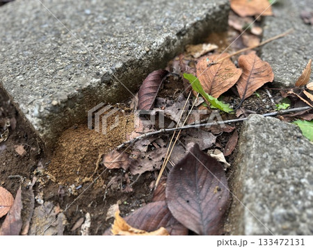 枯れ葉の中のアリの巣/The ants 133472131