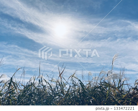 ススキと秋空 ススキと秋空 133472221