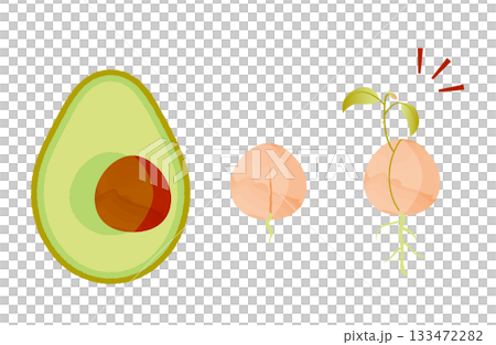 酪梨種子發芽示意圖 133472282