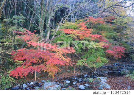 日本の里　紅葉 133472514
