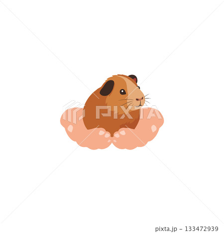 Adorable guinea pig nestled in comforting hands showcases animal companionship and gentle care Adorable guinea pig nestled in comforting hands showcases animal companionship and gentle care 133472939