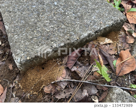 枯れ葉の中のアリの巣/The ants 133472989