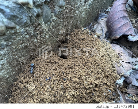 枯れ葉の中のアリの巣/The ants 133472991