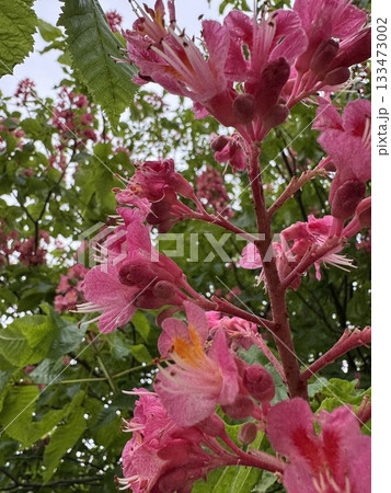 ベニバナトチノキの花 133473002