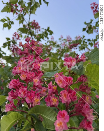 ベニバナトチノキの花 133473003