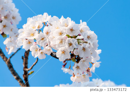 青空に映える桜 青空に映える桜 133473172