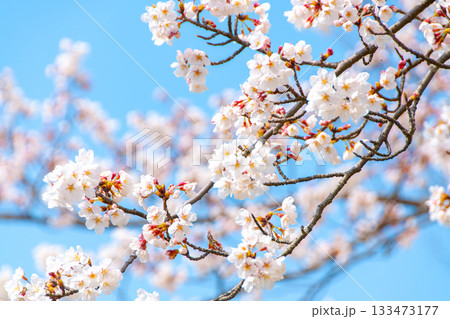 青空に映える桜 青空に映える桜 133473177