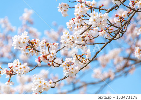 青空に映える桜 青空に映える桜 133473178