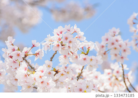 青空に映える桜 青空に映える桜 133473185