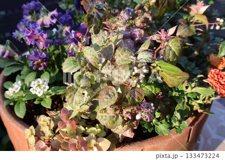 斑入りジュズサンゴとフリルビオラの寄せ植え 133473224