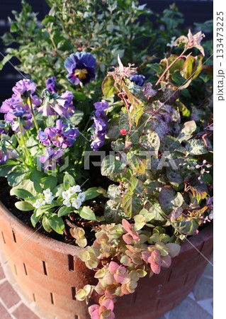 斑入りジュズサンゴとフリルビオラの寄せ植え 133473225