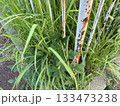 錆びた柵と雑草/The fence 錆びた柵と雑草/The fence 133473238
