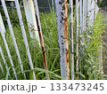 錆びた柵と雑草/The fence 錆びた柵と雑草/The fence 133473245