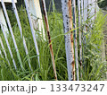 錆びた柵と雑草/The fence 錆びた柵と雑草/The fence 133473247