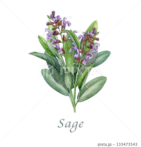 Sage herb with flowers watercolor illustration. Hand drawn salvia officinalis plant. Realistic botanical sage organic herb element. Fresh salvia blooming stem with green leaves on white background 133473543