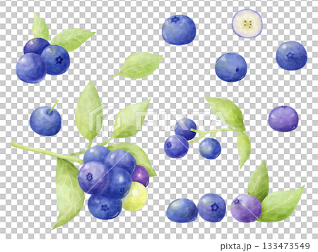 Watercolor hand-drawn style blueberry fruit and branch leaf illustration set 133473549