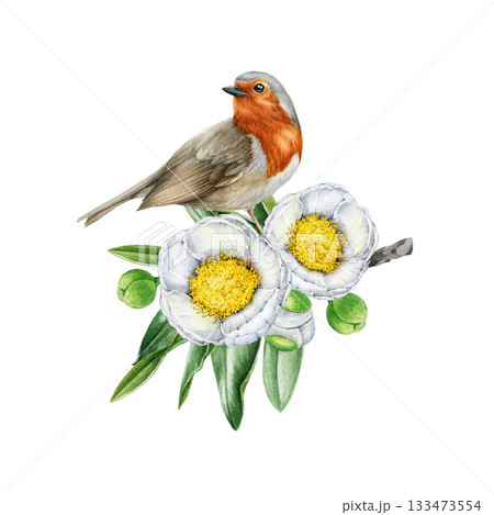 Robin bird on blooming white camellia tree branch. Hand drawn vintage style watercolor nature illustration. Small garden bird on camellia twig on white background Robin bird on blooming white camellia tree branch. Hand drawn vintage style watercolor nature illustration. Small garden bird on camellia twig on white background 133473554
