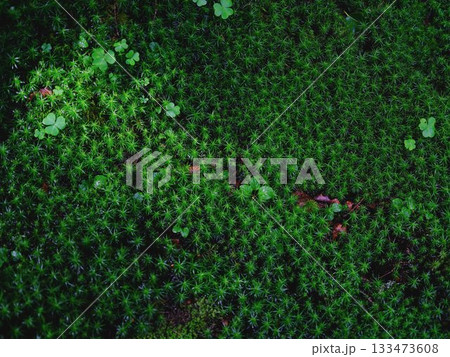 苔の深い世界 苔の深い世界 133473608