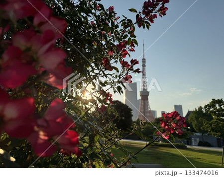 芝公園のバラ越しに見える東京タワー 133474016