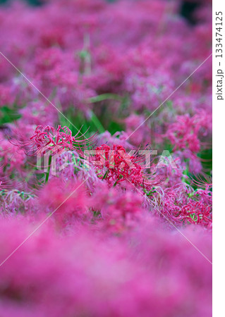 雨の中の彼岸花 133474125