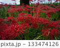 異世界を感じる彼岸花 133474126