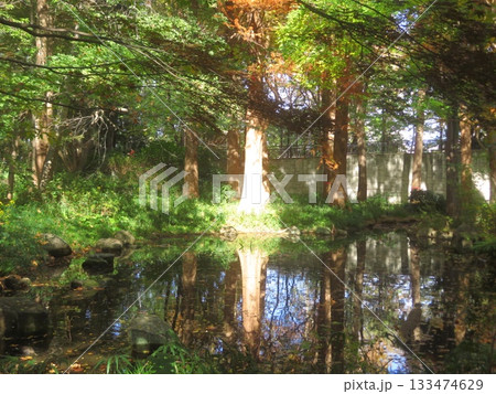 池に差し込む光 133474629