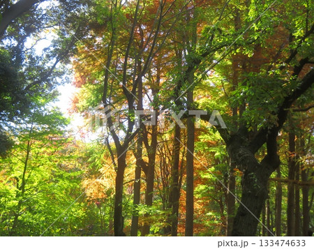 紅葉している木 紅葉している木 133474633