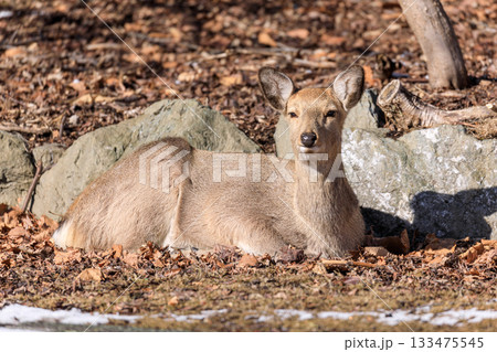 北海道苫小牧市、日向ぼっこするメスのエゾシカ【2月】 北海道苫小牧市、日向ぼっこするメスのエゾシカ【2月】 133475545