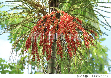 Red betel palm fruits or Arabica dactylifer and red flowers on tree in the garden 133475565