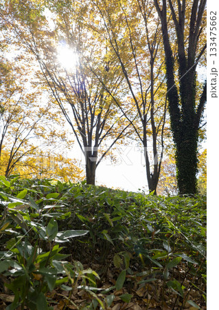 晩秋の雑木林の風景　国営武蔵丘陵森林公園　11月 133475662