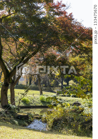 晩秋の雑木林の風景　国営武蔵丘陵森林公園　11月 133475670