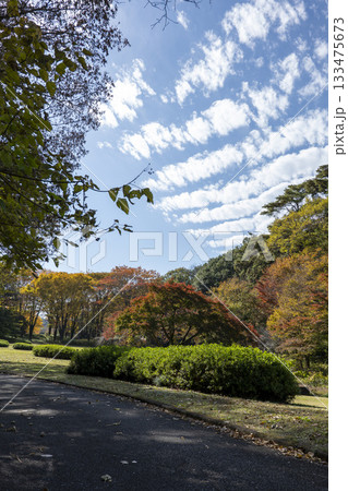 晩秋の雑木林の風景 国営武蔵丘陵森林公園 11月 晩秋の雑木林の風景 国営武蔵丘陵森林公園 11月 133475673