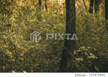 晩秋の雑木林の風景　国営武蔵丘陵森林公園　11月 133475695