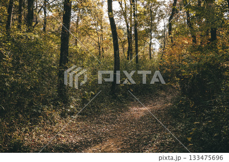 晩秋の雑木林の風景 国営武蔵丘陵森林公園 11月 晩秋の雑木林の風景 国営武蔵丘陵森林公園 11月 133475696