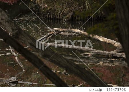 晩秋の雑木林の風景　国営武蔵丘陵森林公園　11月 133475708
